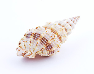 Image showing Sea shell