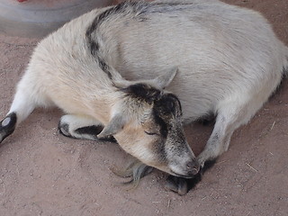Image showing Single Goat