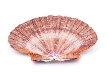 Image showing Sea shell