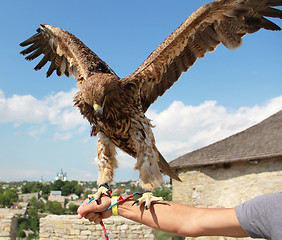 Image showing Hunting eagle