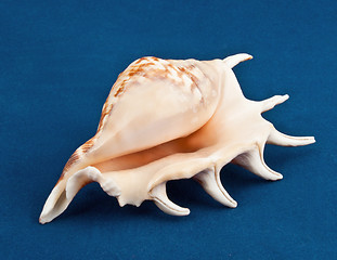 Image showing Sea shell