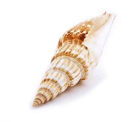 Image showing Sea shell