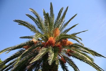 Image showing Date palm