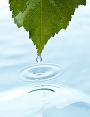 Image showing green leaf with water