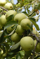 Image showing apples