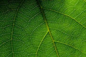 Image showing Green leaf macro