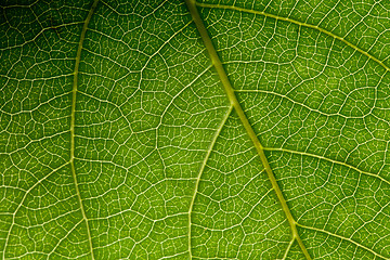 Image showing Green leaf macro