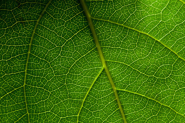 Image showing Green leaf macro