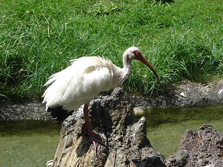 Image showing Elegant Stork