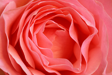 Image showing Rose H