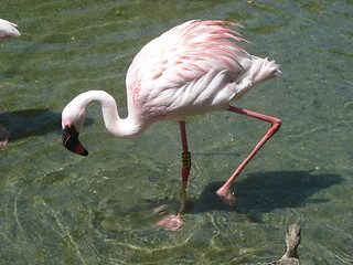 Image showing Pretty Flamingo