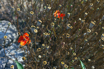 Image showing Wild poppies growing in a spring field