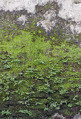 Image showing Texture of old stone wall covered green moss