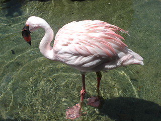 Image showing Lovely Flamingo