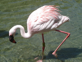 Image showing Graceful Flamingo