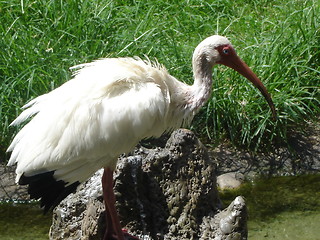 Image showing Lovely Stork