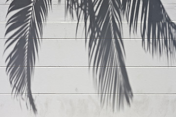 Image showing cement wall with a shade from palm trees