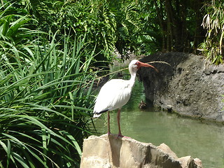 Image showing Stork