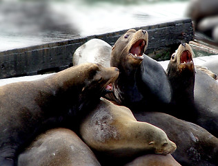 Image showing Sea lion family