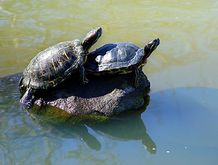Image showing 2 turtles sunbathing