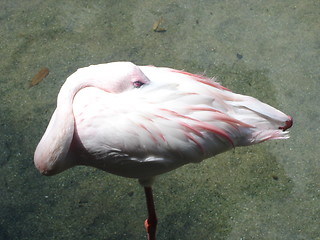 Image showing Sleeping Flamingo