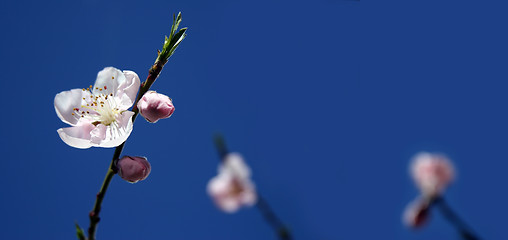 Image showing Apple Blossom