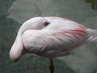 Image showing A Sleeping Flamingo