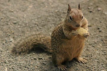 Image showing Junk Food