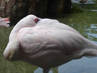 Image showing Flamingo Asleep