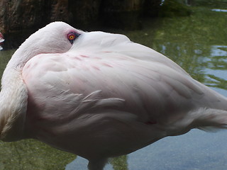 Image showing Flamingo