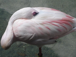 Image showing Flamingo At Rest