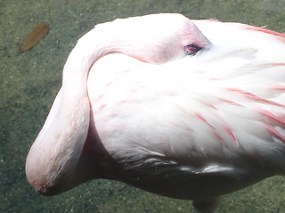 Image showing Flamingo Asleep