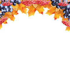 Image showing frame maple leaves and chokeberry rowanberry