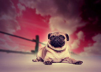 Image showing Pug dog against studio sunset backdrop