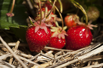 Image showing Bunch of ripe strawberries hanging on the plant