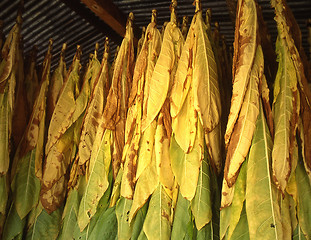 Image showing Tabacco Drying