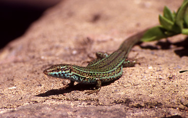 Image showing Lizard