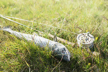 Image showing Freshly caught atlantic salmon