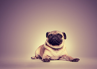 Image showing Portrait of a pug