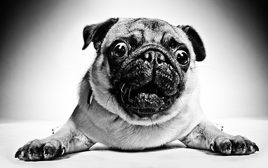 Image showing Black and white portrait of a pug