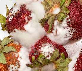 Image showing Moldy strawberries in macro close up