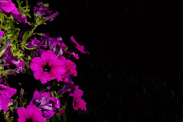 Image showing petunia against a black background