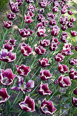 Image showing La Mancha tulips