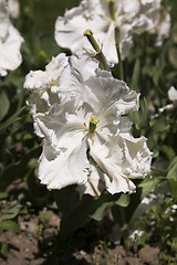 Image showing Super Parrot Tulip