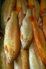 Image showing Fresh fish