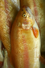 Image showing Fresh fish