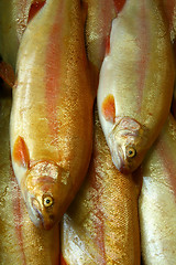 Image showing Fresh fish