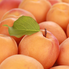 Image showing Apricot