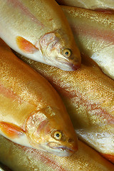 Image showing Fresh fish