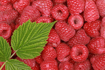 Image showing Raspberries